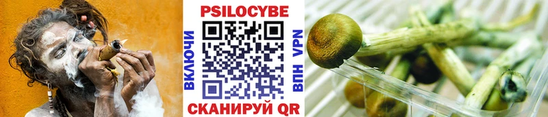 Псилоцибиновые грибы Psilocybine cubensis  Березники 