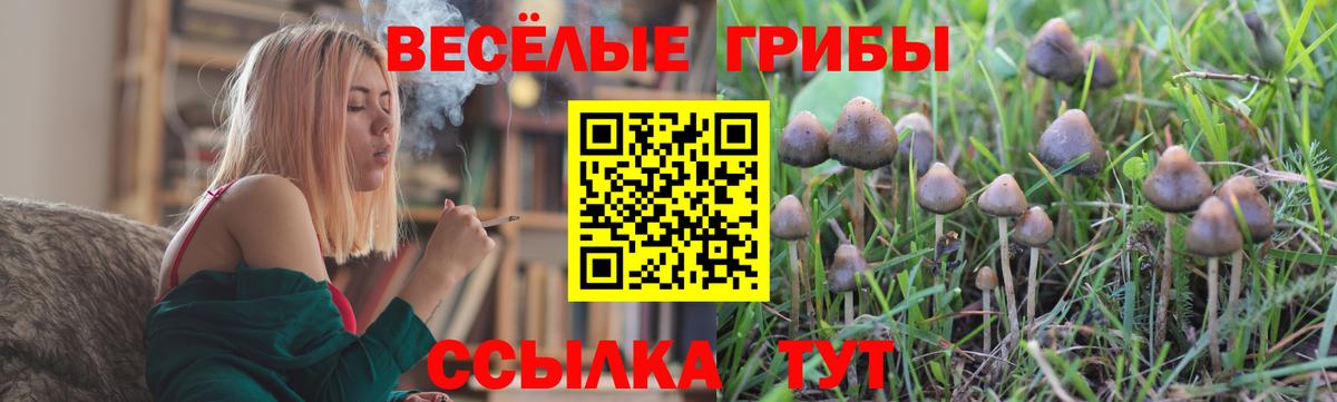 Псилоцибиновые грибы Psilocybe  Вход с VPN  Березники 